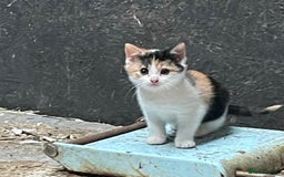 British Shorthair cats for sale: Gorgeous female kittens ready now - Image 6