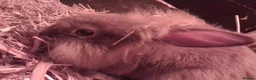 Mini Lion Lop rabbits for sale: Mini lop x lion heads - Advert 6