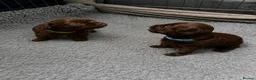 Chihuahua dogs for sale: Adorable Chihuahua Puppies 7 Weeks Old  Ready Soon in London - Advert 5