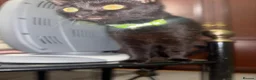 British Shorthair cats for sale: Black Kitten ( free)  - Advert 7