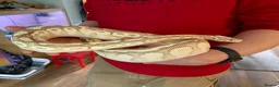 Python Snake reptiles for sale: Ball pythons looking for new home  - Advert 3