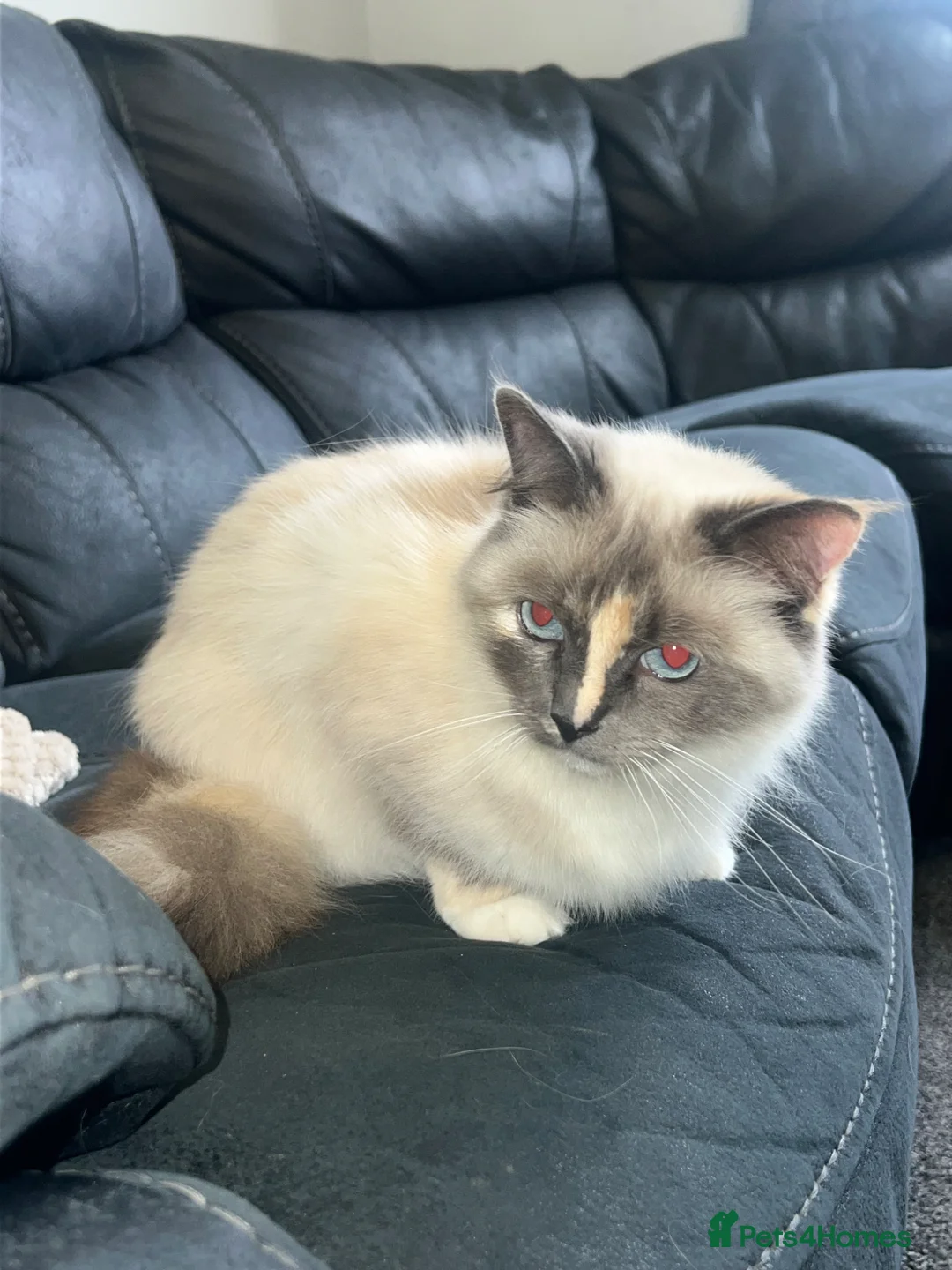 Ragdoll cats for sale: Female ragdoll  in Brighouse - Advert 2