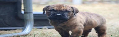 Presa Canario 3