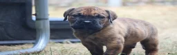 Presa Canario dogs for sale: World class presa canarios  - Advert 15