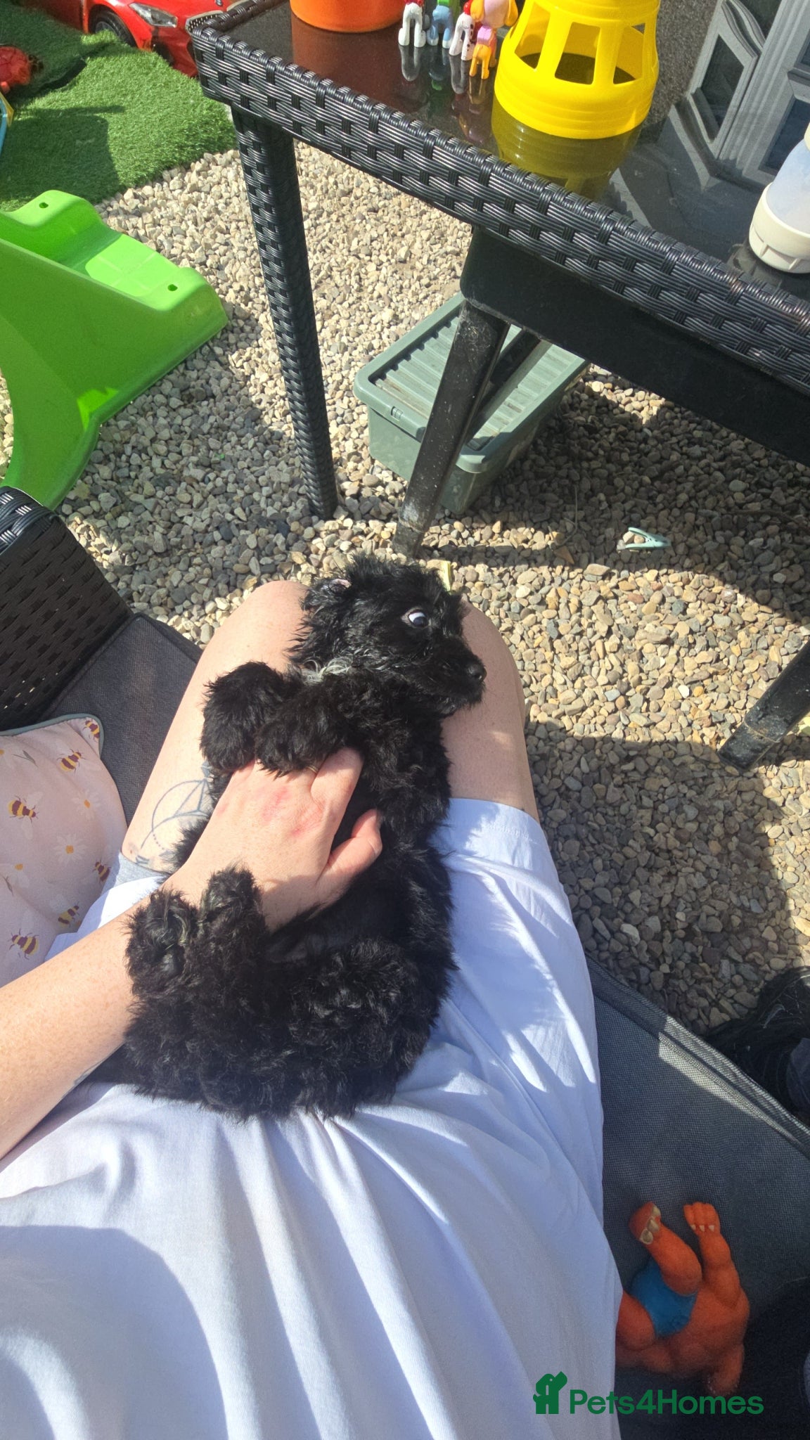 Cockapoo dogs for sale: F1 cockapoo **  - Advert 1
