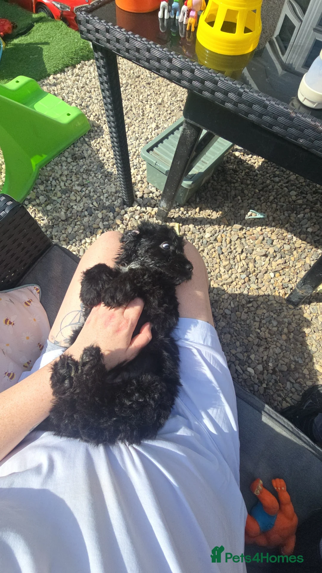 Cockapoo dogs for sale: F1 cockapoo **  - Advert 1
