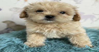 Maltipoo dogs - Advert 16
