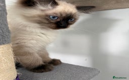 Ragdoll cats for sale: Ragdoll - Image 7