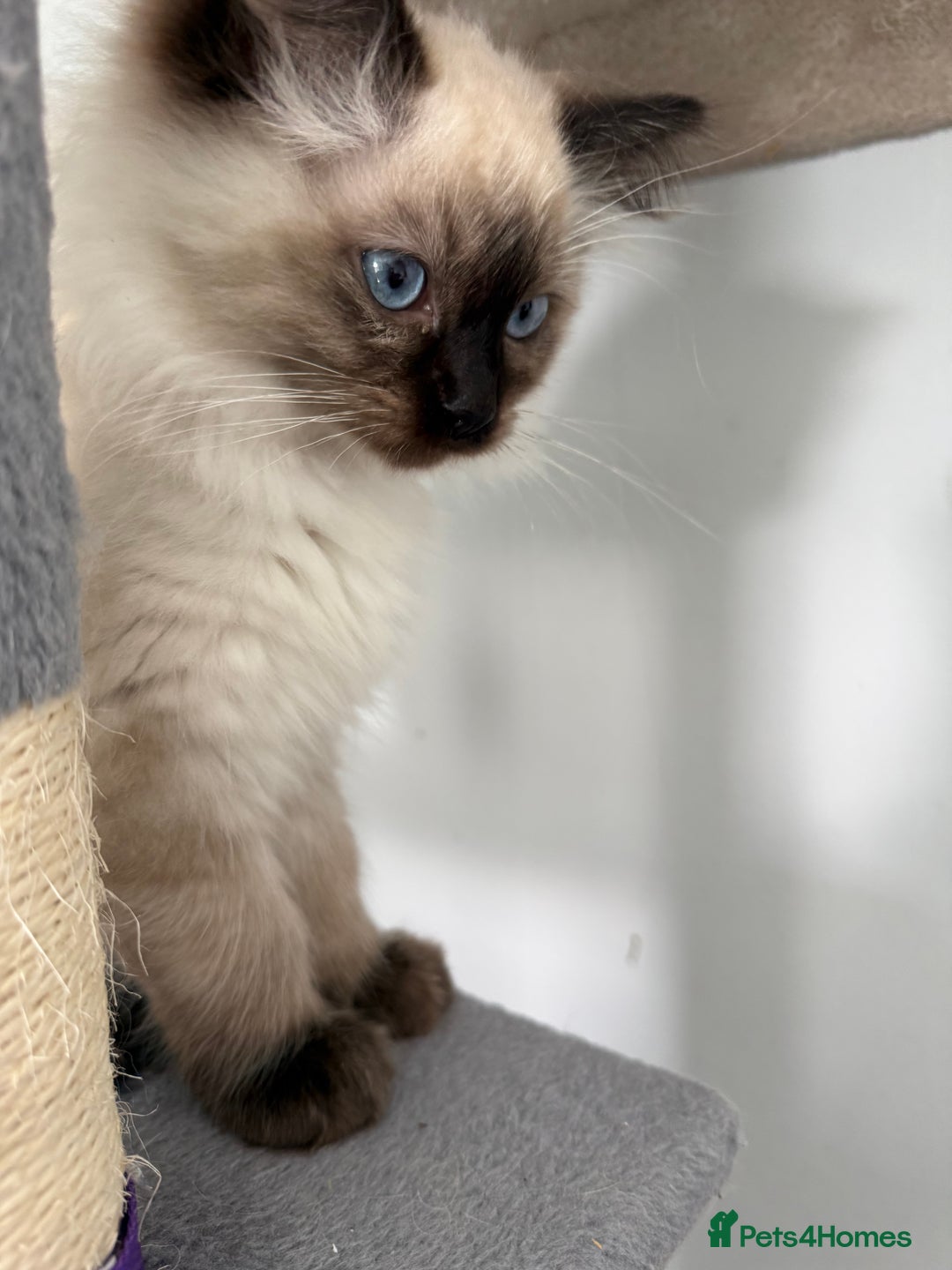 Ragdoll cats for sale: Ragdoll - Image 7