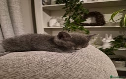 British Shorthair cats for sale: 4 Beautiful kittens - Image 10