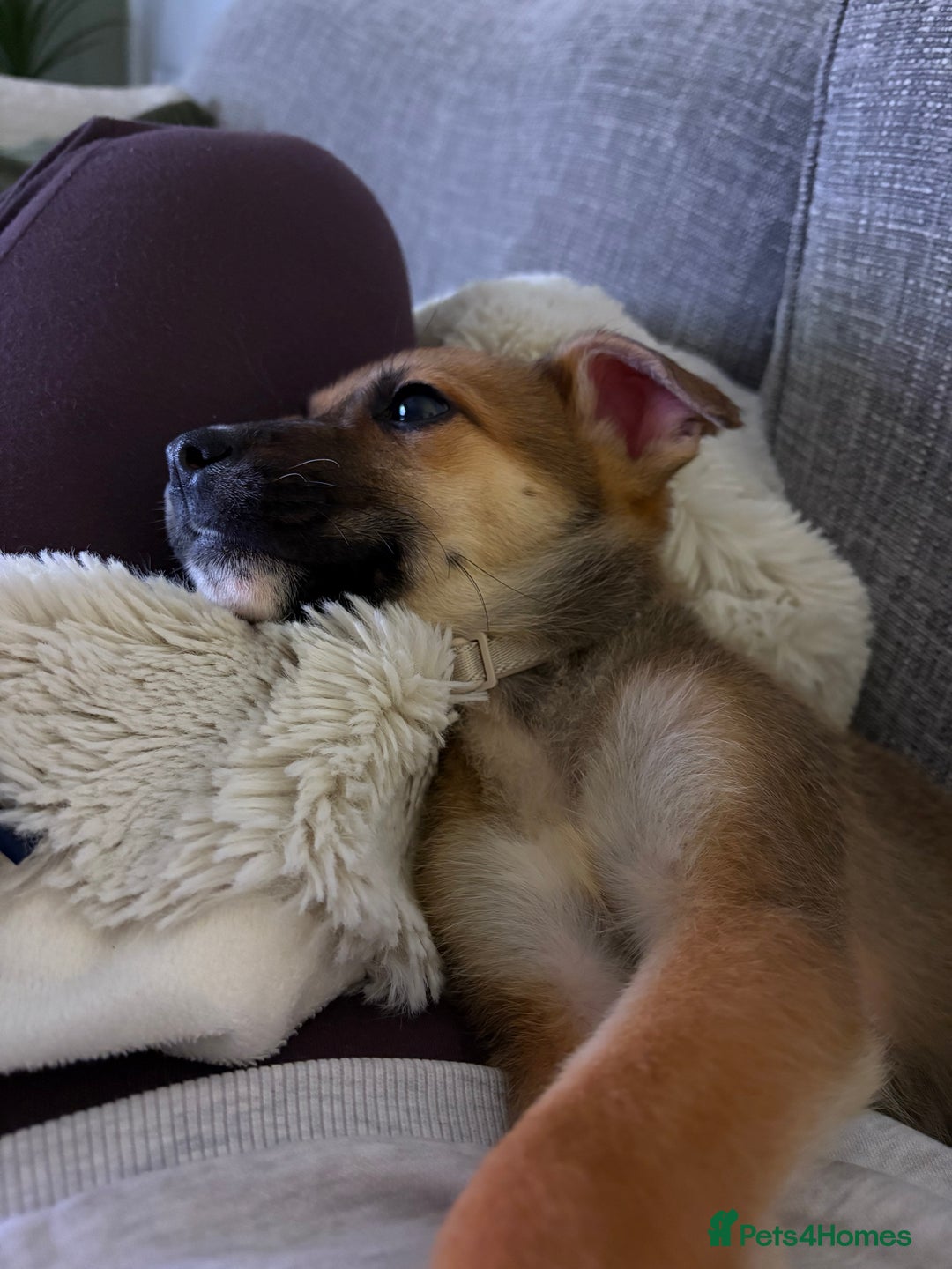 Mixed Breed dogs for sale: German Shepherd X Staffy Puppy for sale - Advert 5