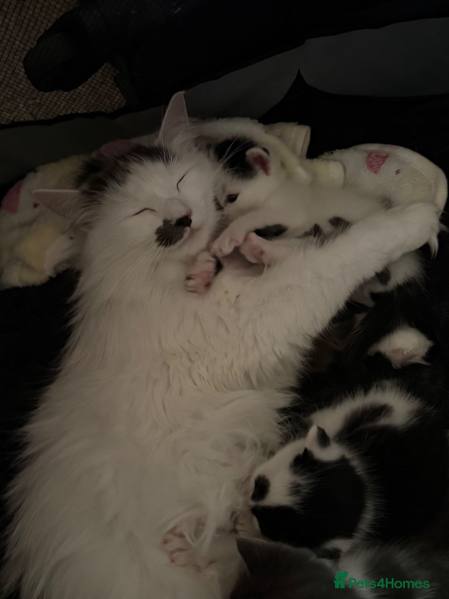 Mixed Breed cats 14 week only kitten looking for a loving home  - Advert 5