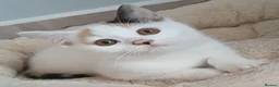 Scottish Fold cats for sale: Beautiful kittens - Advert 5