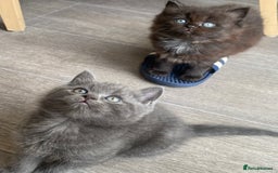 British Longhair cats for sale: British longhair kittens with Persian lineage - Image 4