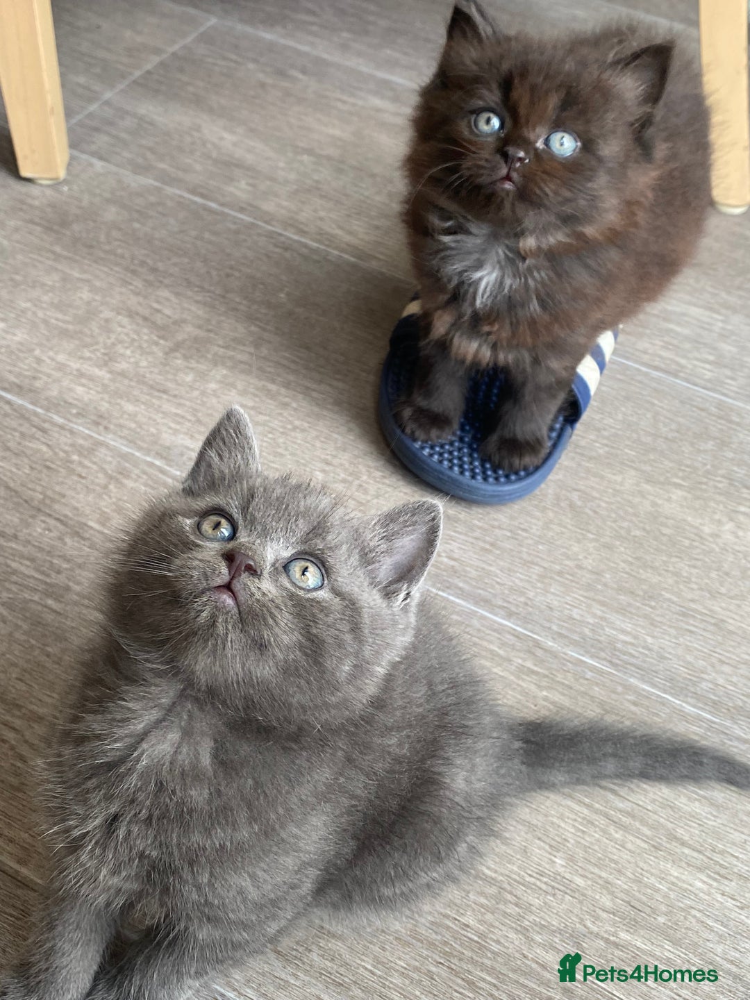 British Longhair cats for sale: British longhair kittens with Persian lineage - Image 4