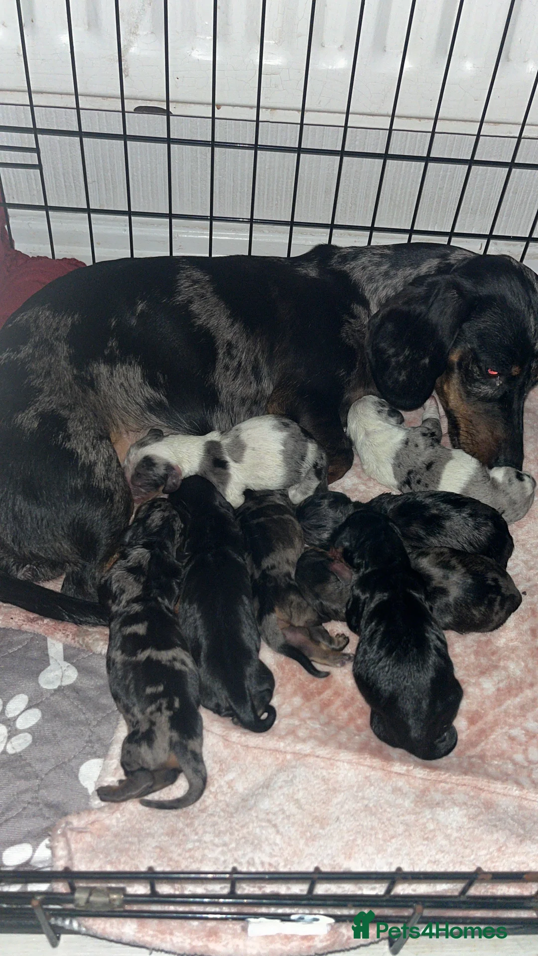 Miniature Dachshund dogs for sale: Miniature Dachshund  - Advert 2