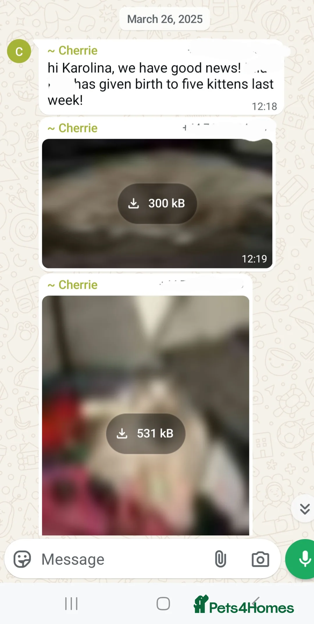 Ragdoll cats for stud: GCCF/TICA register, EU Ragdoll CHAMPIONSHIP STATUS in London - Advert 7