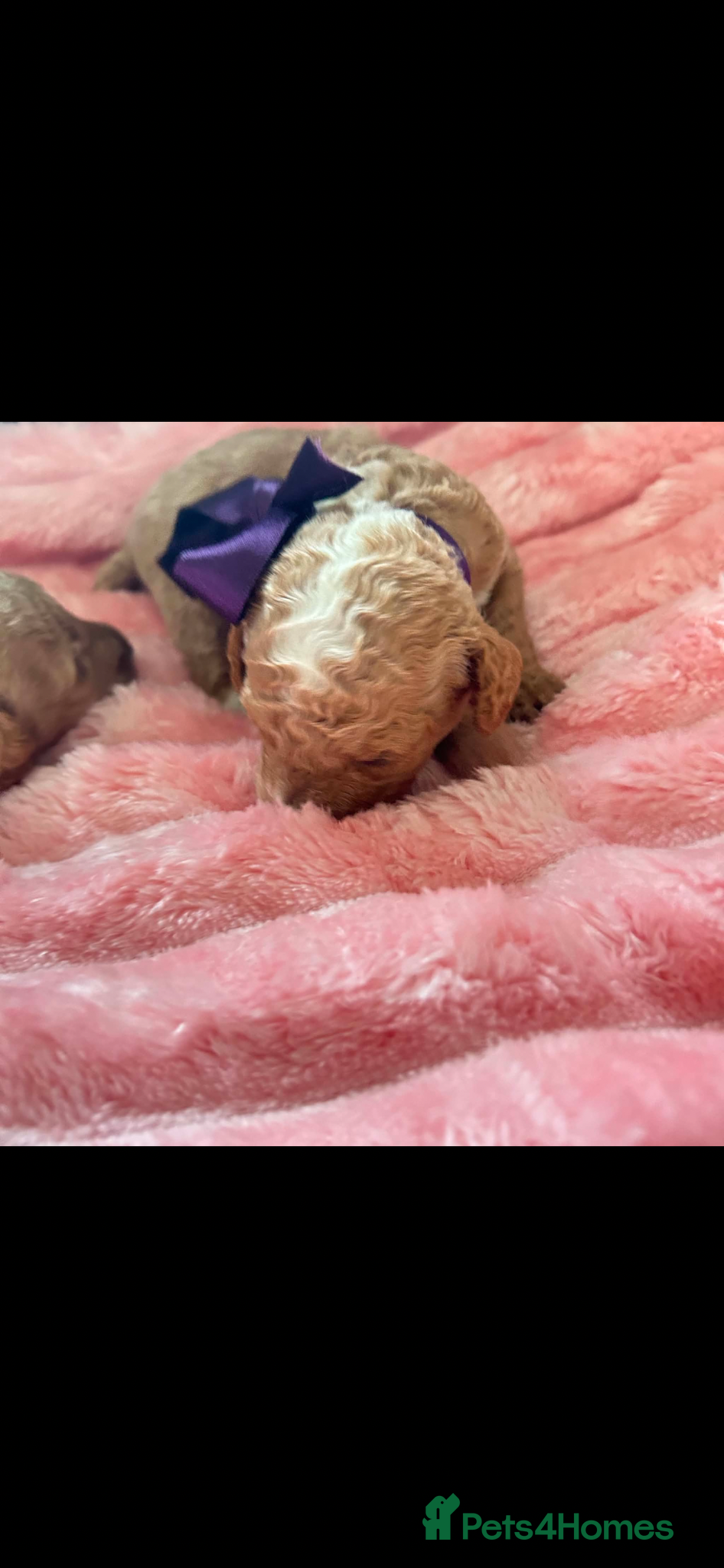 Miniature Poodle dogs for sale: ⭐️⭐️ stunning miniature poodle puppies ⭐️⭐️ - Advert 7