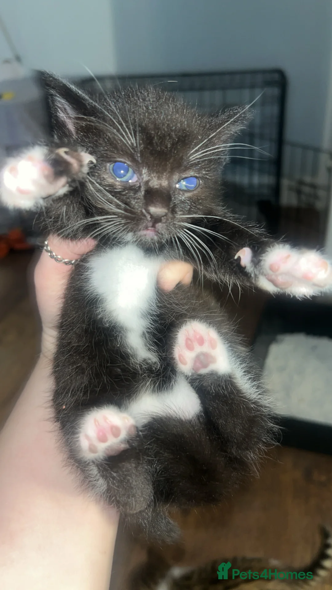 Domestic Shorthair cats for sale: 2 girl kittens black and white for sale  - Advert 1