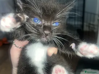 Domestic Shorthair cats 2 girl kittens black and white for sale - Advert 3