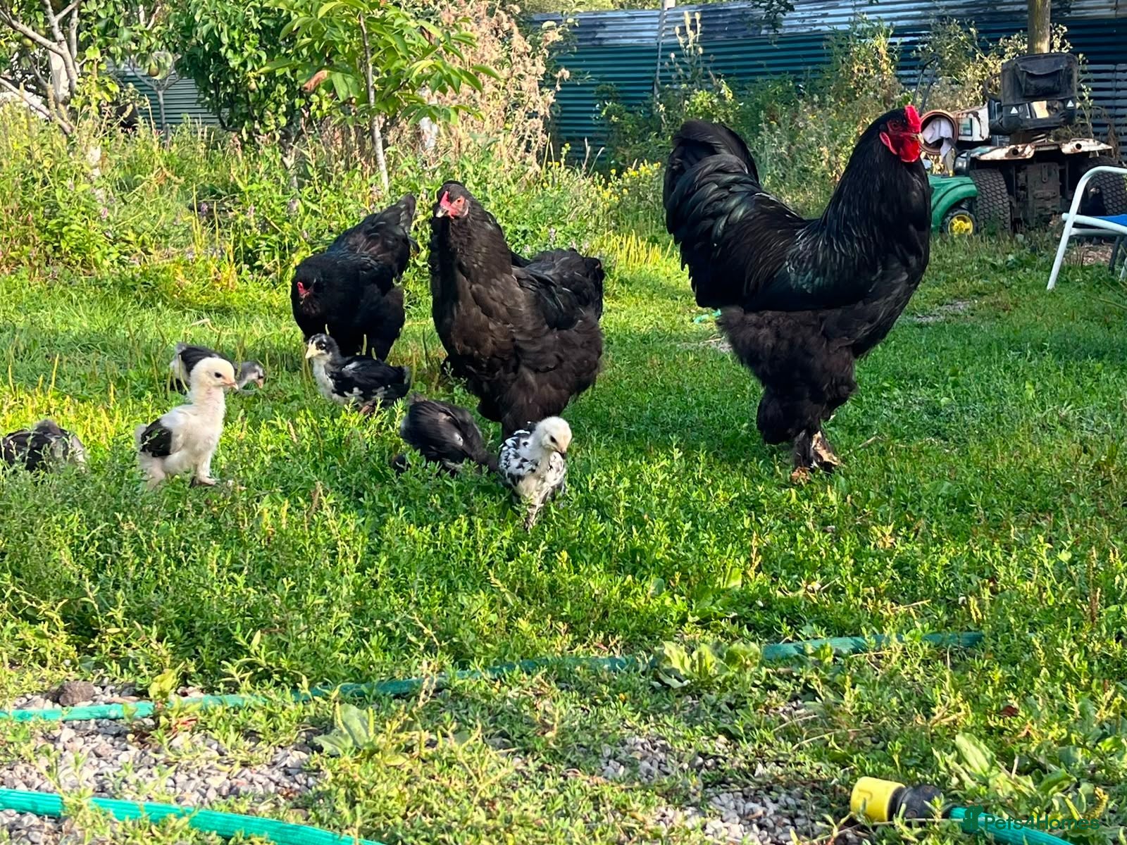 Chickens poultry Beautiful brahma chickens - Advert 1
