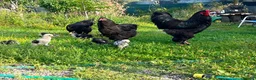 Chickens poultry for sale: Beautiful brahma chickens - Advert 1