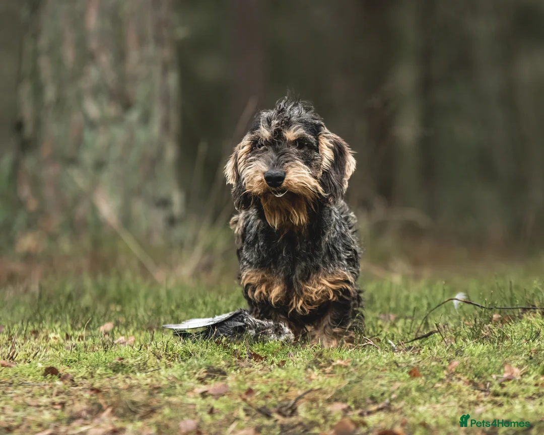 Dachshund dogs for stud: Standard Wirehaired Teckel KC Reg in Pickering - Advert 2