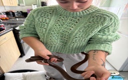 Python Snake reptiles for sale: CB22 female het T+ albino African house snake - Image 1