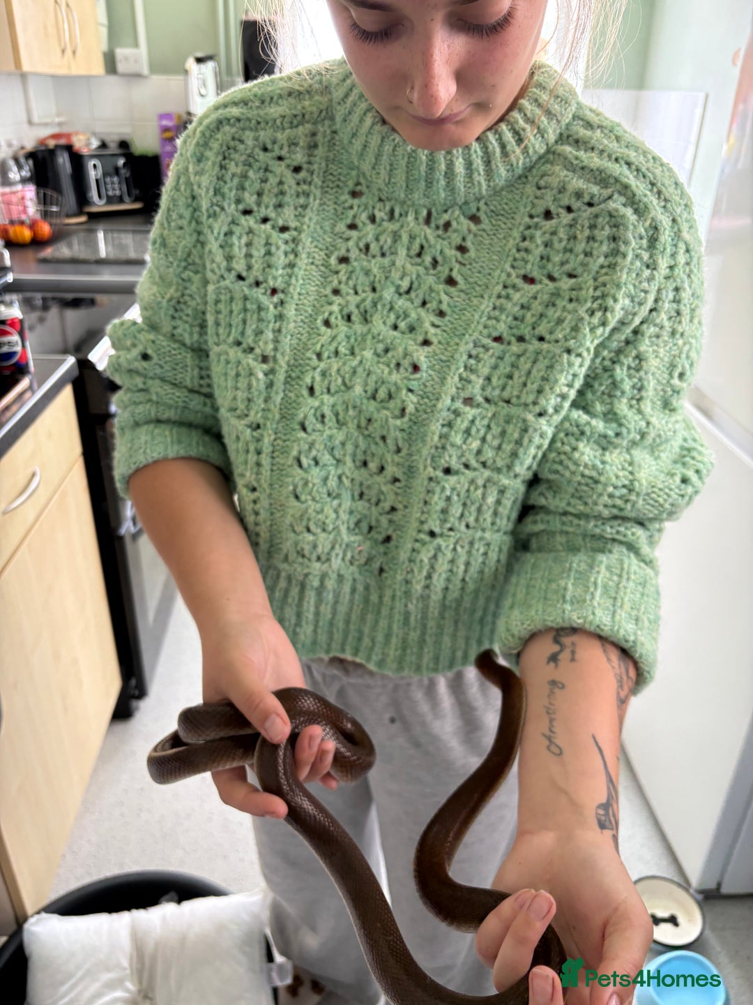 Python Snake reptiles for sale: CB22 female het T+ albino African house snake - Image 1