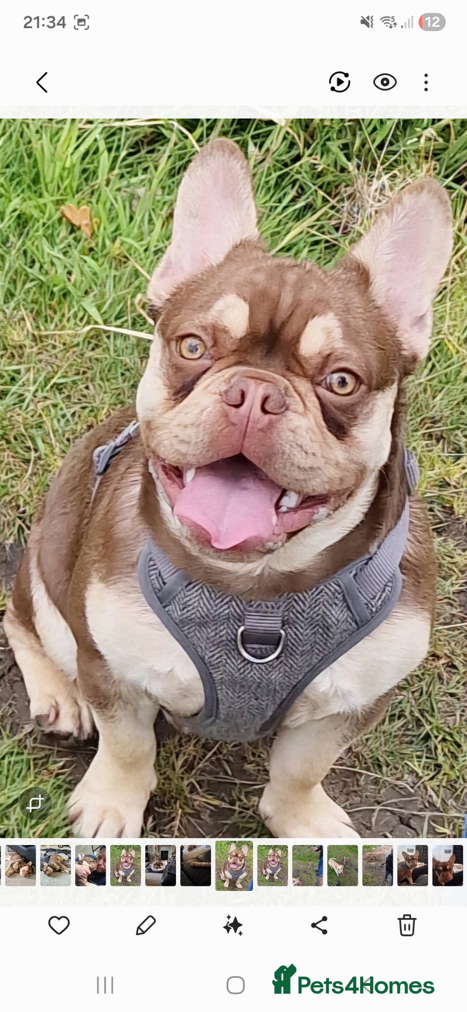 French Bulldog dogs for stud: Rocco for Stud Isabella and Tan carrying fluffy in Chester-le-Street - Advert 9
