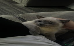 British Shorthair cats for sale: Male British shorthair - Image 4