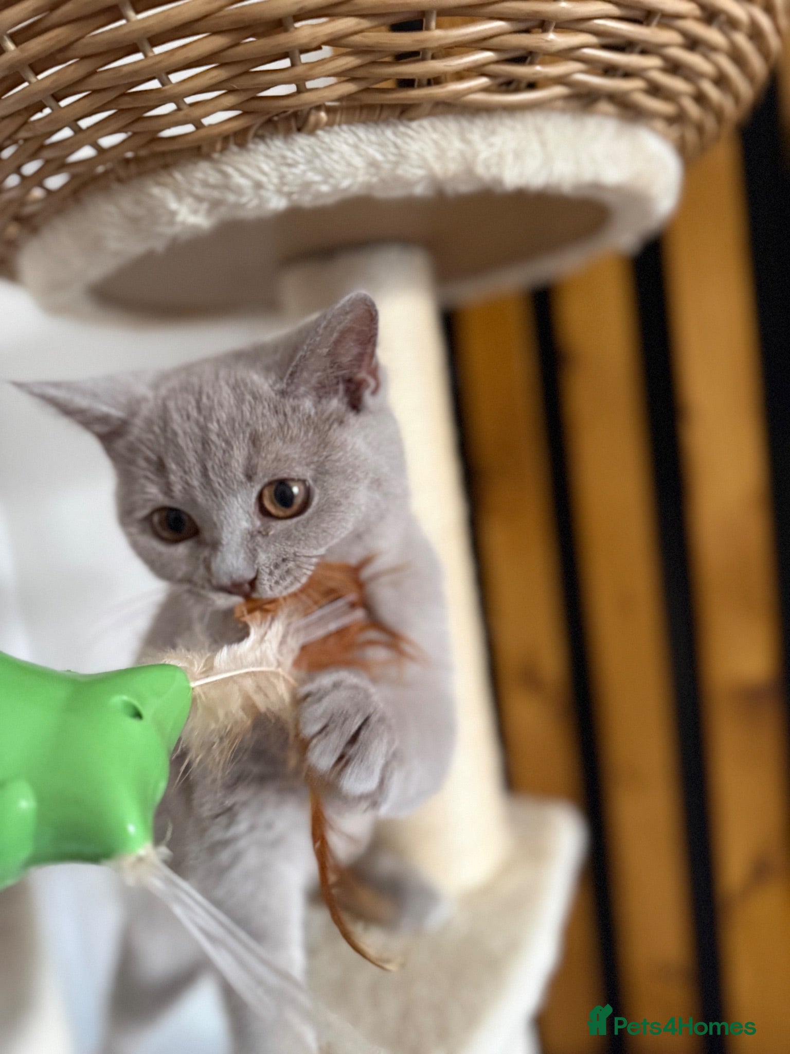 British Shorthair cats 🏆Very loving & playful BSH lilac Summer SALE🏆 - Advert 17