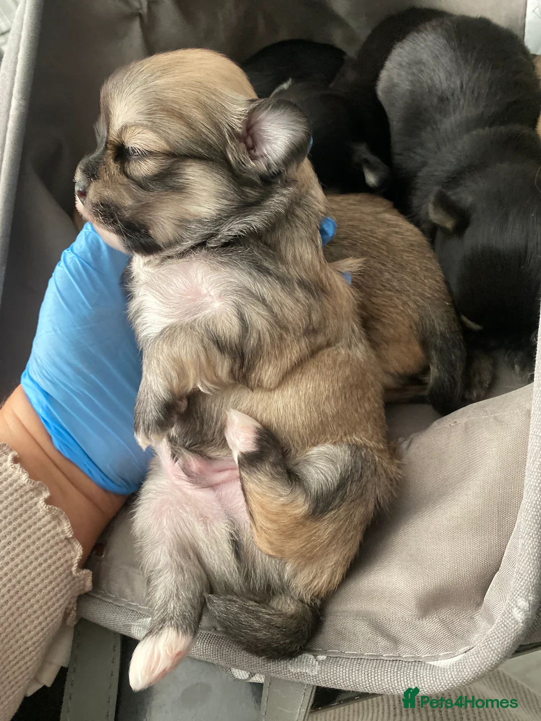 Mixed Breed dogs for sale: Fluffy Malchi puppies  - Advert 22