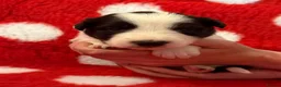 Border Collie dogs for sale: Beautiful Border Collie pups.  - Advert 10