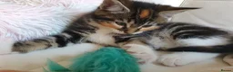 Maine Coon cats for sale: 5 Lovely Maine Coon cross kittens for sale - Advert 12