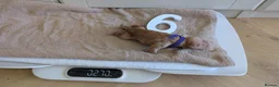 Golden Retriever dogs for sale: Golden Retriever puppies - Advert 20
