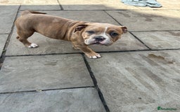Olde English Bulldogge dogs for sale: Olde English bulldoge pups  - Image 9