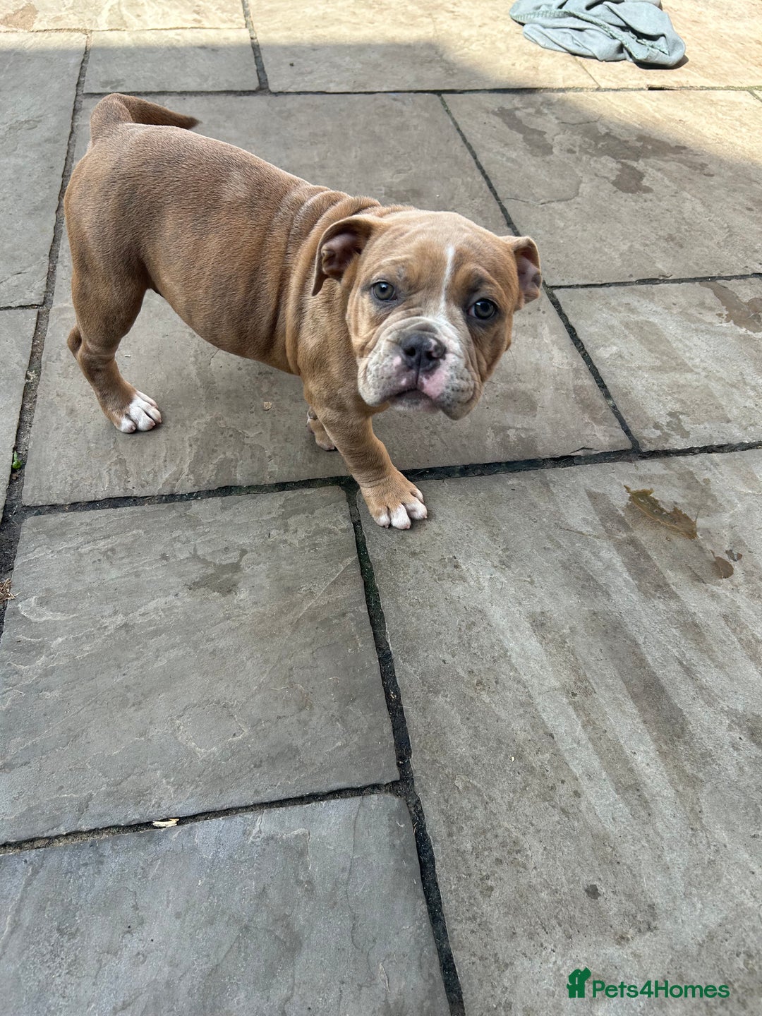 Olde English Bulldogge dogs for sale: Olde English bulldoge pups  - Image 9