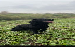 Cocker Spaniel dogs for sale: Working cocker spaniels 4 weeks old - Image 7