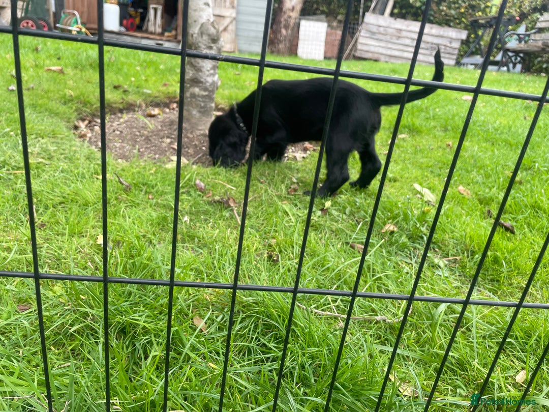 Cocker Spaniel dogs for sale: One boy and one girl - Image 7