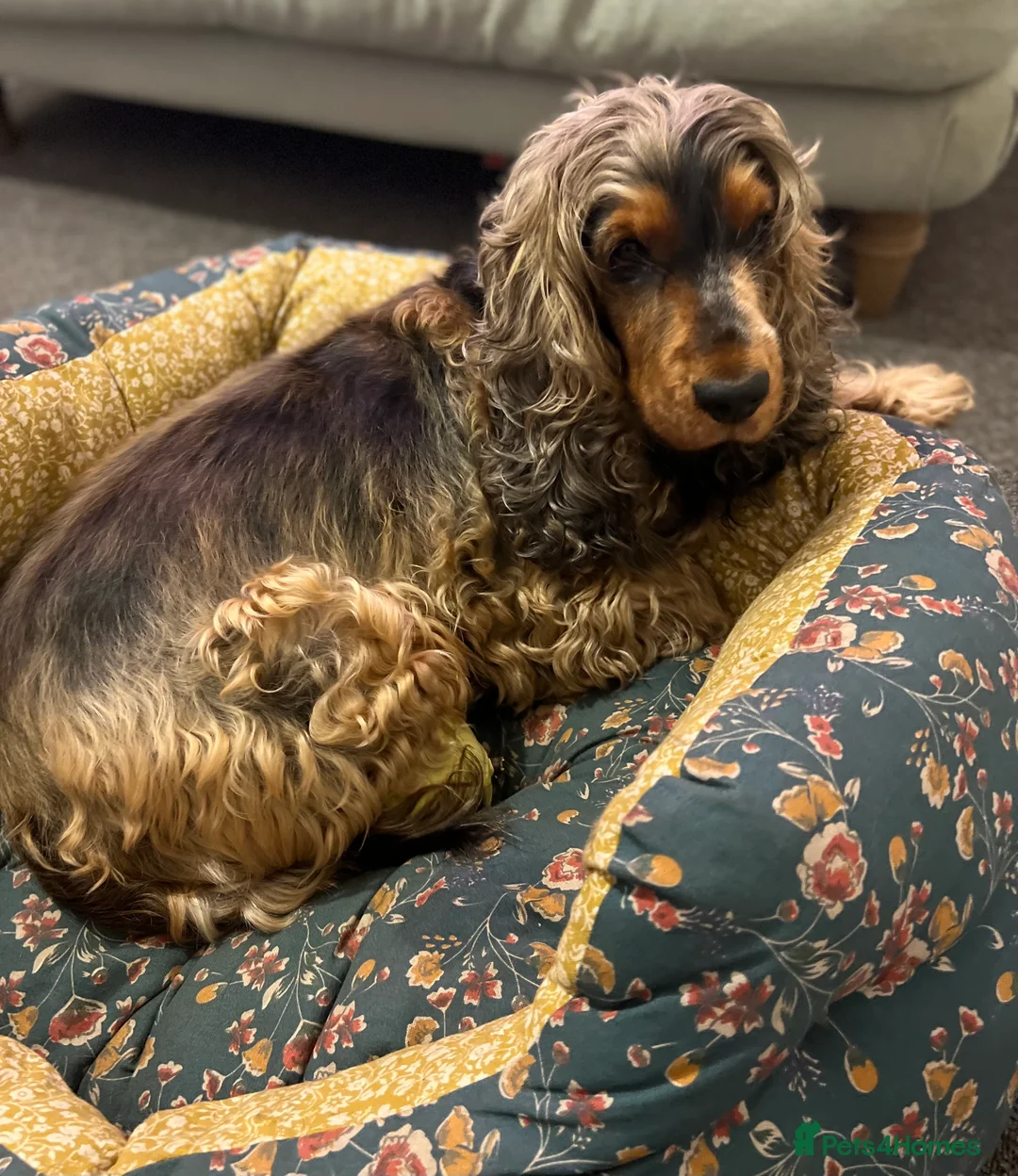 Cocker Spaniel dogs for sale: Cocker Spaniel - Female - 7 years old - Advert 2