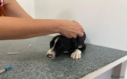 Mixed Breed dogs for adoption: Meet LUNA, a Lovely Puppy Girl - for a Loving Home - Image 25