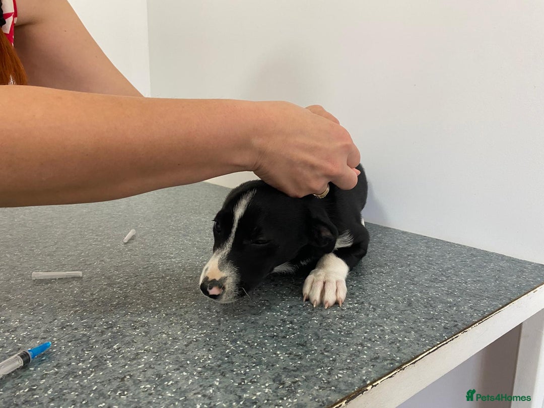 Mixed Breed dogs for adoption: Meet LUNA, a Lovely Puppy Girl - for a Loving Home - Image 25