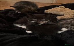 Domestic Shorthair cats for sale: 5 Tabby & Tuxedo kittens for sale - Image 21