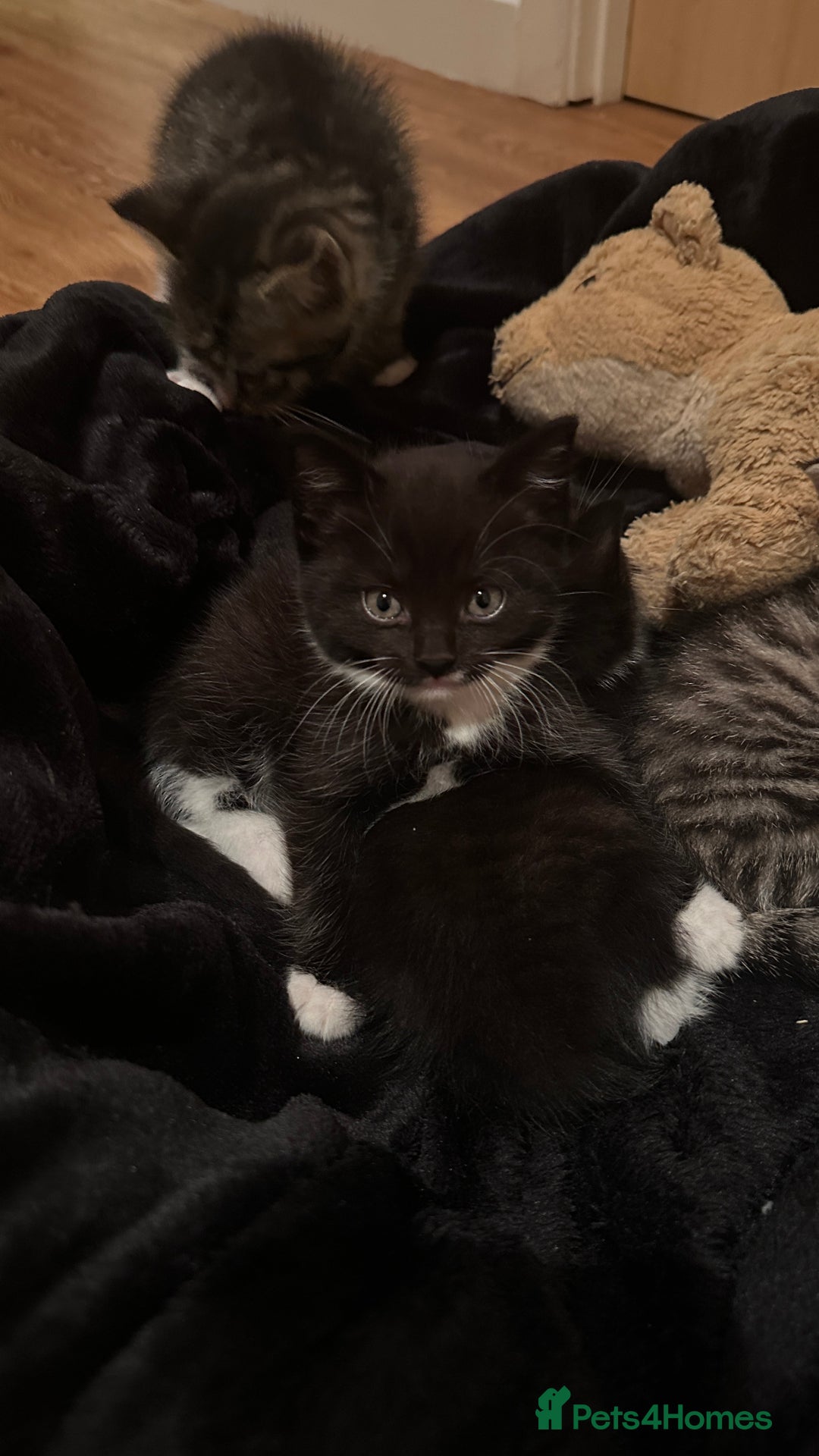 Domestic Shorthair cats for sale: 5 Tabby & Tuxedo kittens for sale - Image 21