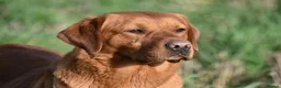 Labrador Retriever dogs for sale: KC REGISTERED FOX RED LABRADOR PUPPIES  - Advert 6