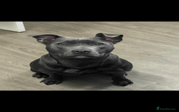 Staffordshire Bull Terrier dogs for sale: Staffordshire bull terrier puppies for sale  - Image 4