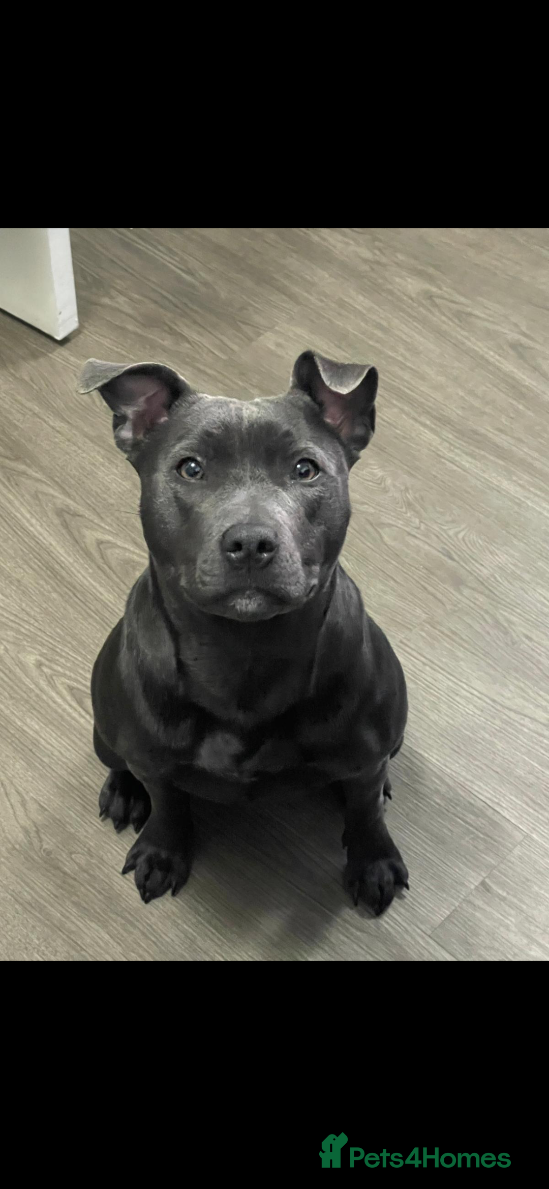 Staffordshire Bull Terrier dogs for sale: Staffordshire bull terrier puppies for sale  - Image 4