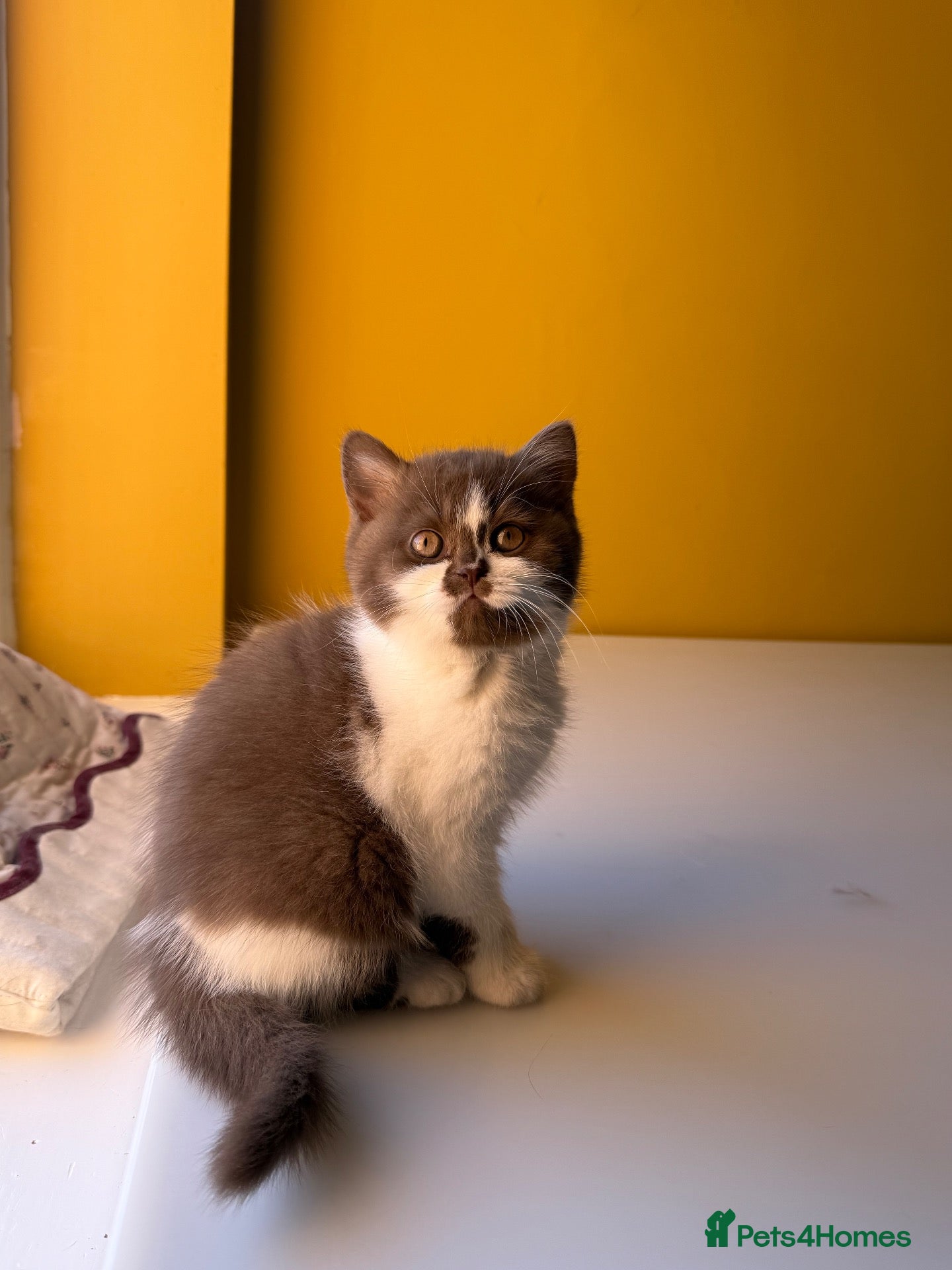 British Shorthair cats Beautiful British shorthairs  - Advert 10