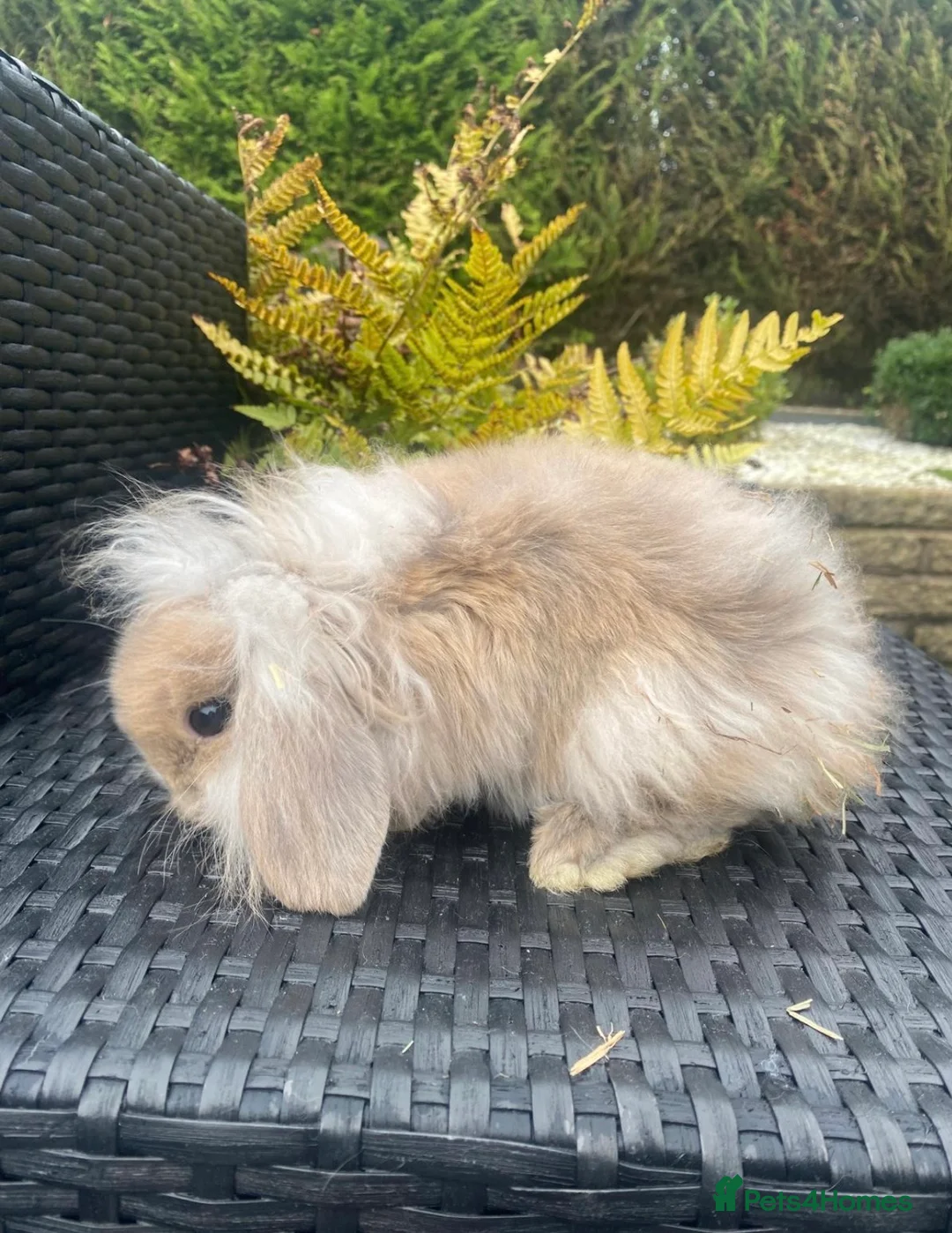 Mini Lop rabbits for sale: Gorgeous minilops for sale  - Advert 8